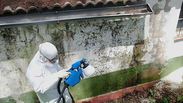 Top rated local Mold Remediation specialists in Clayton, NC